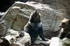 ueno_zoo_4340_mini.jpg