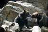 ueno_zoo_4342_mini.jpg