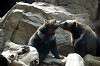 ueno_zoo_4344_mini.jpg