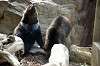 ueno_zoo_4348_mini.jpg