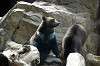 ueno_zoo_4350_mini.jpg