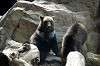 ueno_zoo_4351_mini.jpg