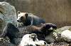 ueno_zoo_4354_mini.jpg