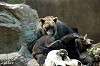 ueno_zoo_4355_mini.jpg