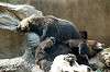ueno_zoo_4356_mini.jpg