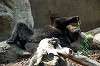 ueno_zoo_4359_mini.jpg
