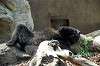 ueno_zoo_4360_mini.jpg