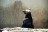 ueno_zoo_4361_mini.jpg