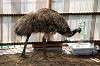 ueno_zoo_4362_mini.jpg