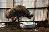 ueno_zoo_4363_mini.jpg