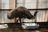 ueno_zoo_4364_mini.jpg