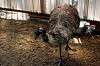 ueno_zoo_4365_mini.jpg