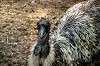 ueno_zoo_4366_mini.jpg