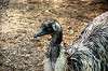 ueno_zoo_4367_mini.jpg