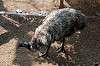 ueno_zoo_4368_mini.jpg