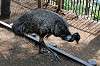 ueno_zoo_4370_mini.jpg