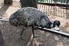 ueno_zoo_4371_mini.jpg
