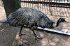 ueno_zoo_4372_mini.jpg