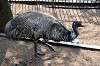 ueno_zoo_4373_mini.jpg