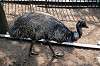 ueno_zoo_4374_mini.jpg