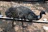 ueno_zoo_4375_mini.jpg