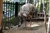 ueno_zoo_4376_mini.jpg