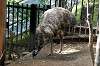 ueno_zoo_4377_mini.jpg