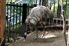 ueno_zoo_4378_mini.jpg