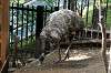ueno_zoo_4379_mini.jpg
