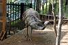 ueno_zoo_4380_mini.jpg
