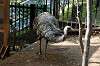 ueno_zoo_4381_mini.jpg