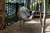 ueno_zoo_4383_mini.jpg