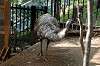 ueno_zoo_4384_mini.jpg
