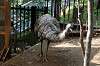 ueno_zoo_4385_mini.jpg