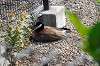 ueno_zoo_4388_mini.jpg