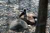 ueno_zoo_4389_mini.jpg