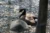 ueno_zoo_4390_mini.jpg