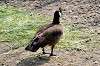 ueno_zoo_4392_mini.jpg