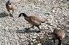 ueno_zoo_4393_mini.jpg