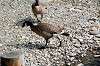ueno_zoo_4394_mini.jpg