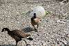 ueno_zoo_4395_mini.jpg