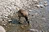 ueno_zoo_4396_mini.jpg
