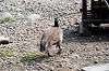 ueno_zoo_4397_mini.jpg