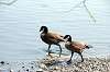ueno_zoo_4398_mini.jpg