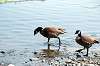 ueno_zoo_4401_mini.jpg