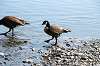 ueno_zoo_4403_mini.jpg