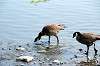 ueno_zoo_4404_mini.jpg