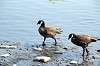ueno_zoo_4405_mini.jpg