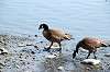 ueno_zoo_4407_mini.jpg