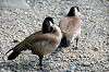 ueno_zoo_4408_mini.jpg
